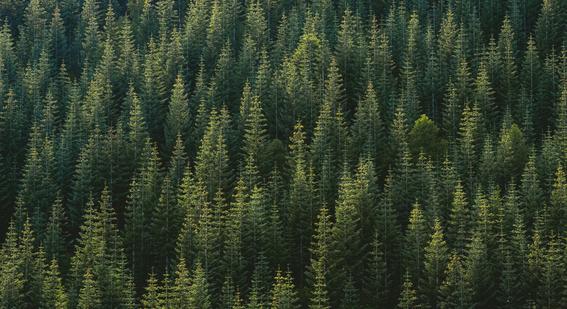 aerial photography of forest