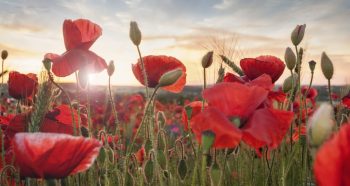 Teaching a Poem, with Elizabeth Whittome